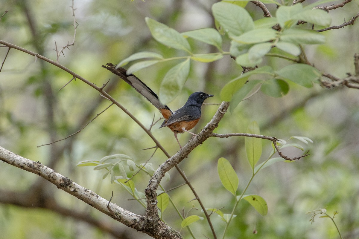 White-rumped Shama (White-rumped) - ML634928040
