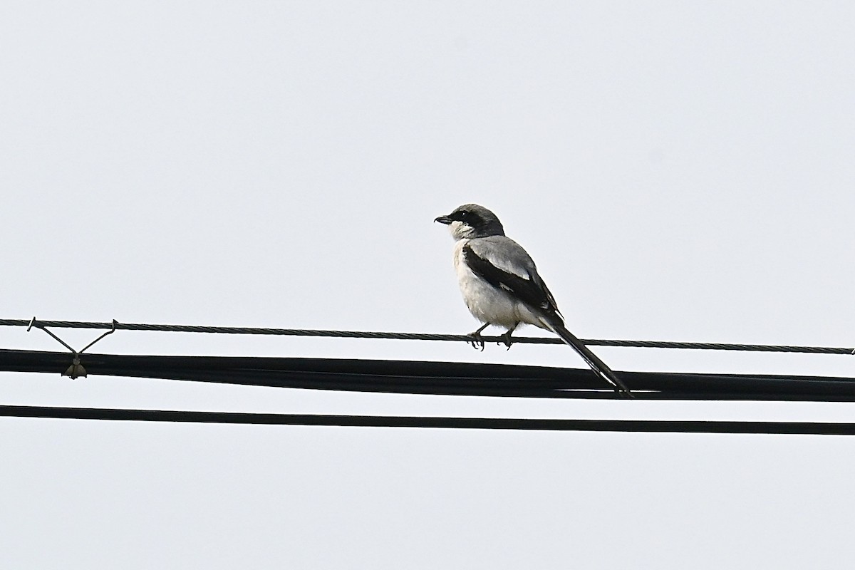 Giant Shrike - ML634928208