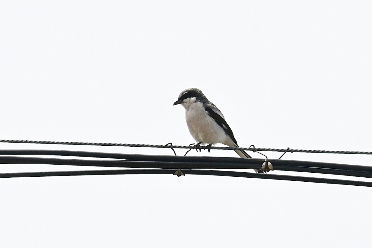 Giant Shrike - ML634928212