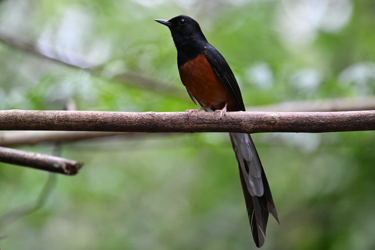 White-rumped Shama (White-rumped) - ML634928283