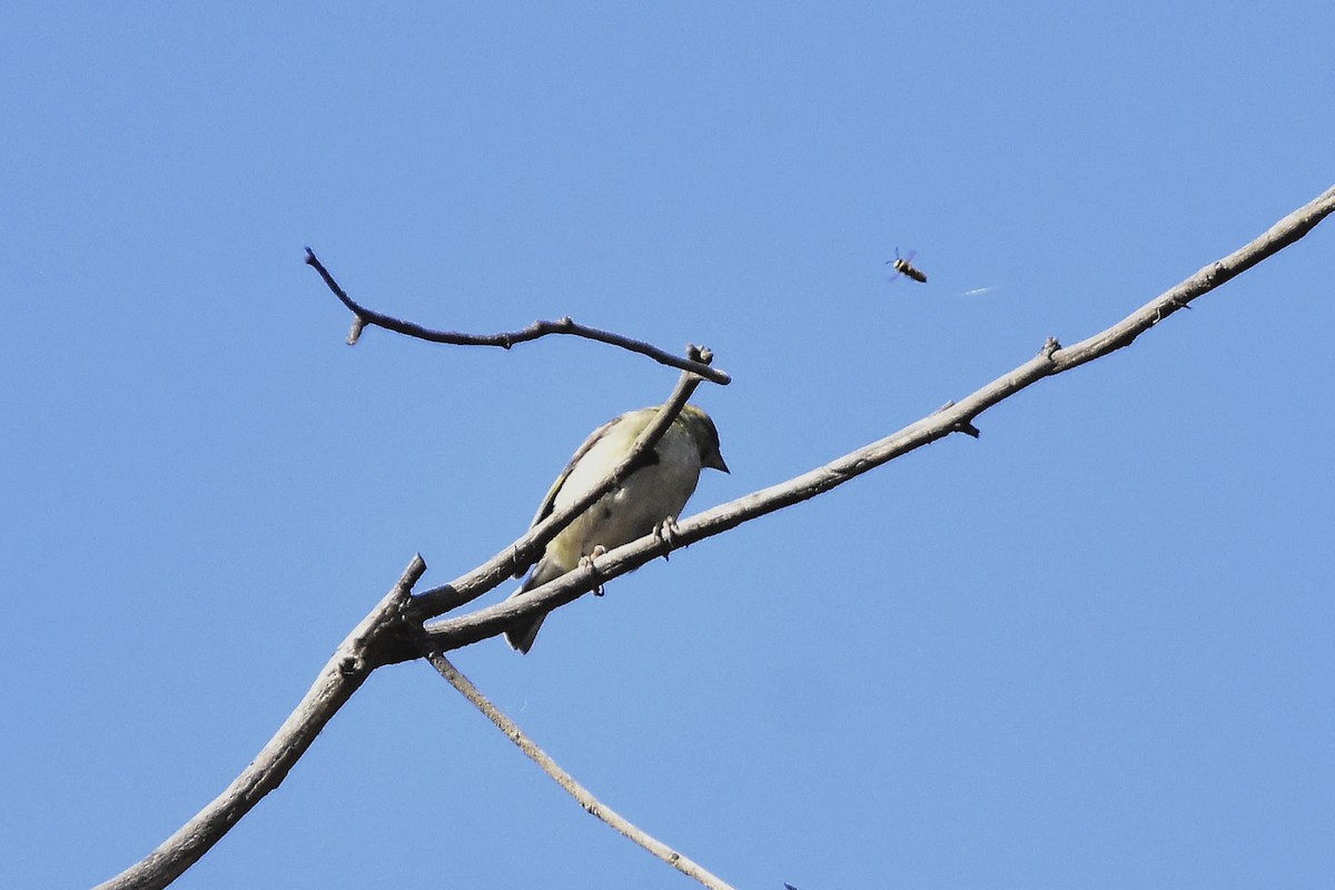 Black-chinned Siskin - ML634928356