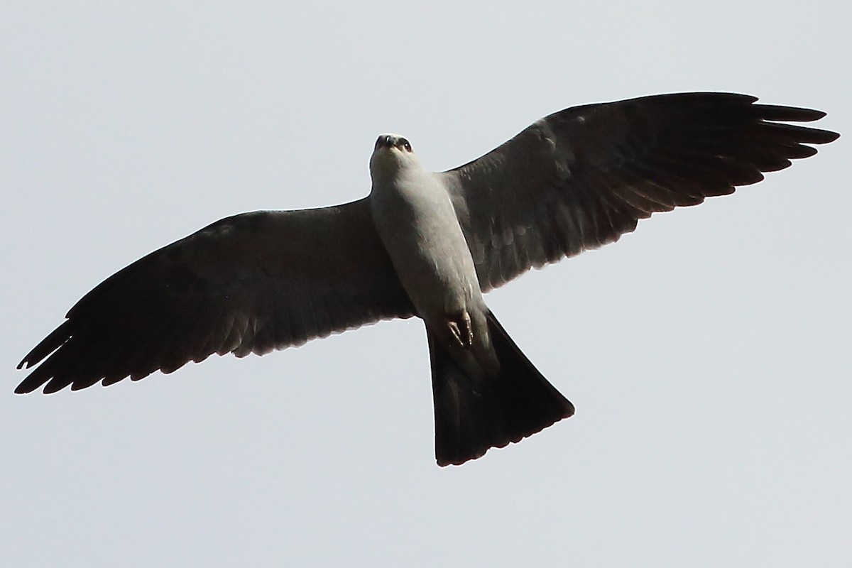 Mississippi Kite - ML634928366