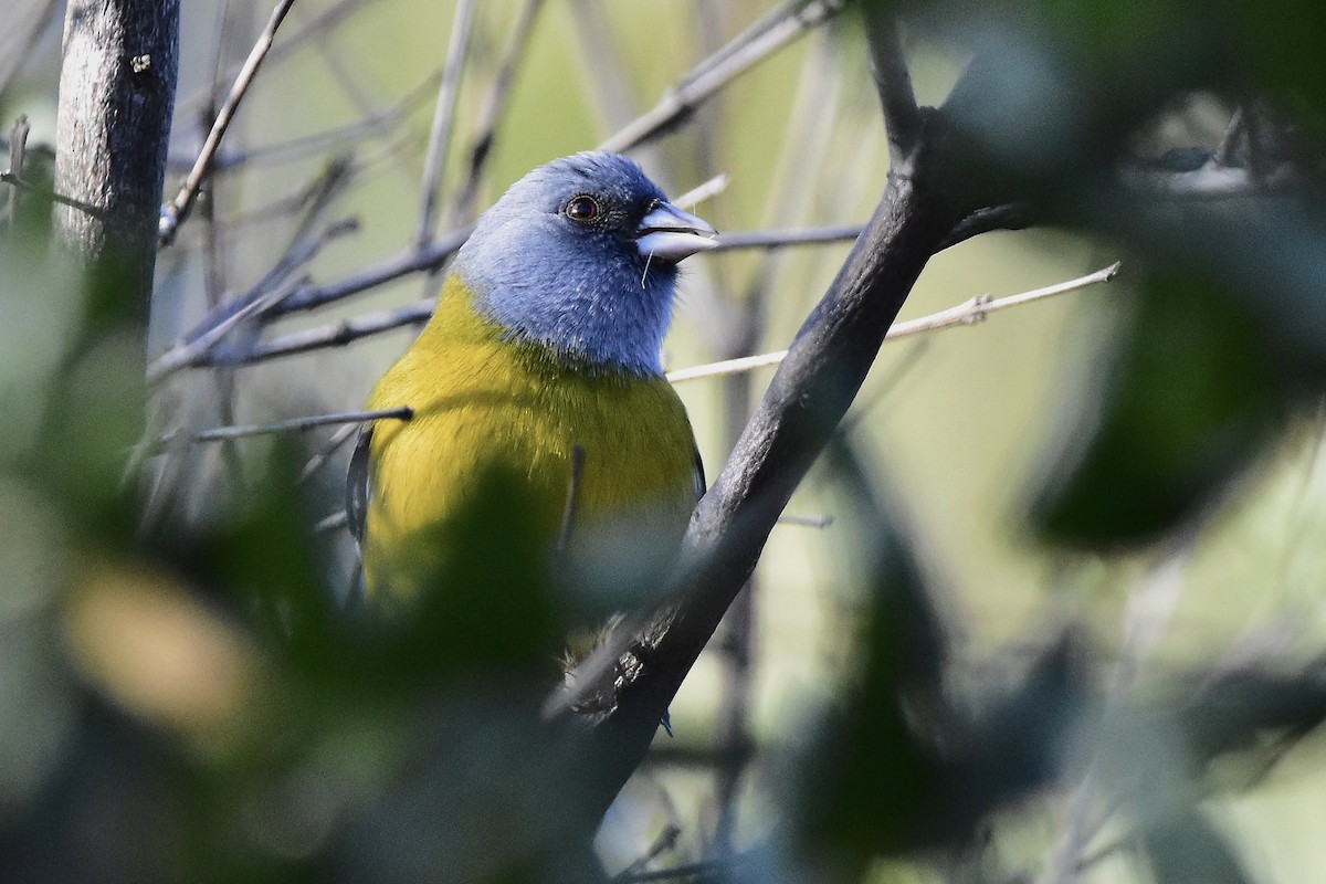Gray-hooded Sierra Finch - ML634928384