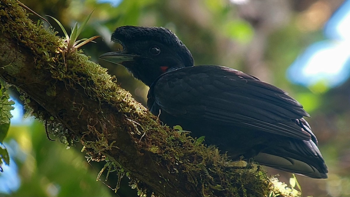 Bare-necked Umbrellabird - ML634928568
