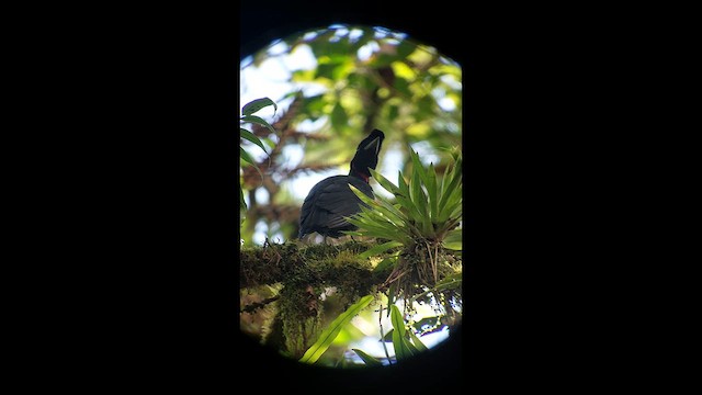Bare-necked Umbrellabird - ML634928613