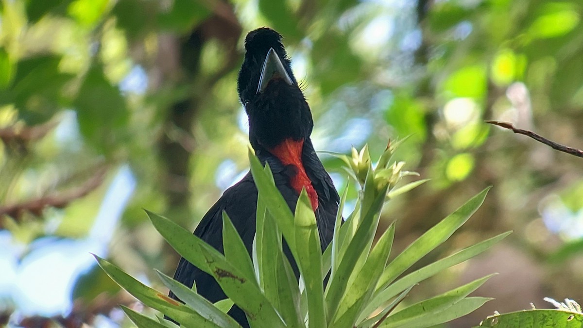 Bare-necked Umbrellabird - ML634928698