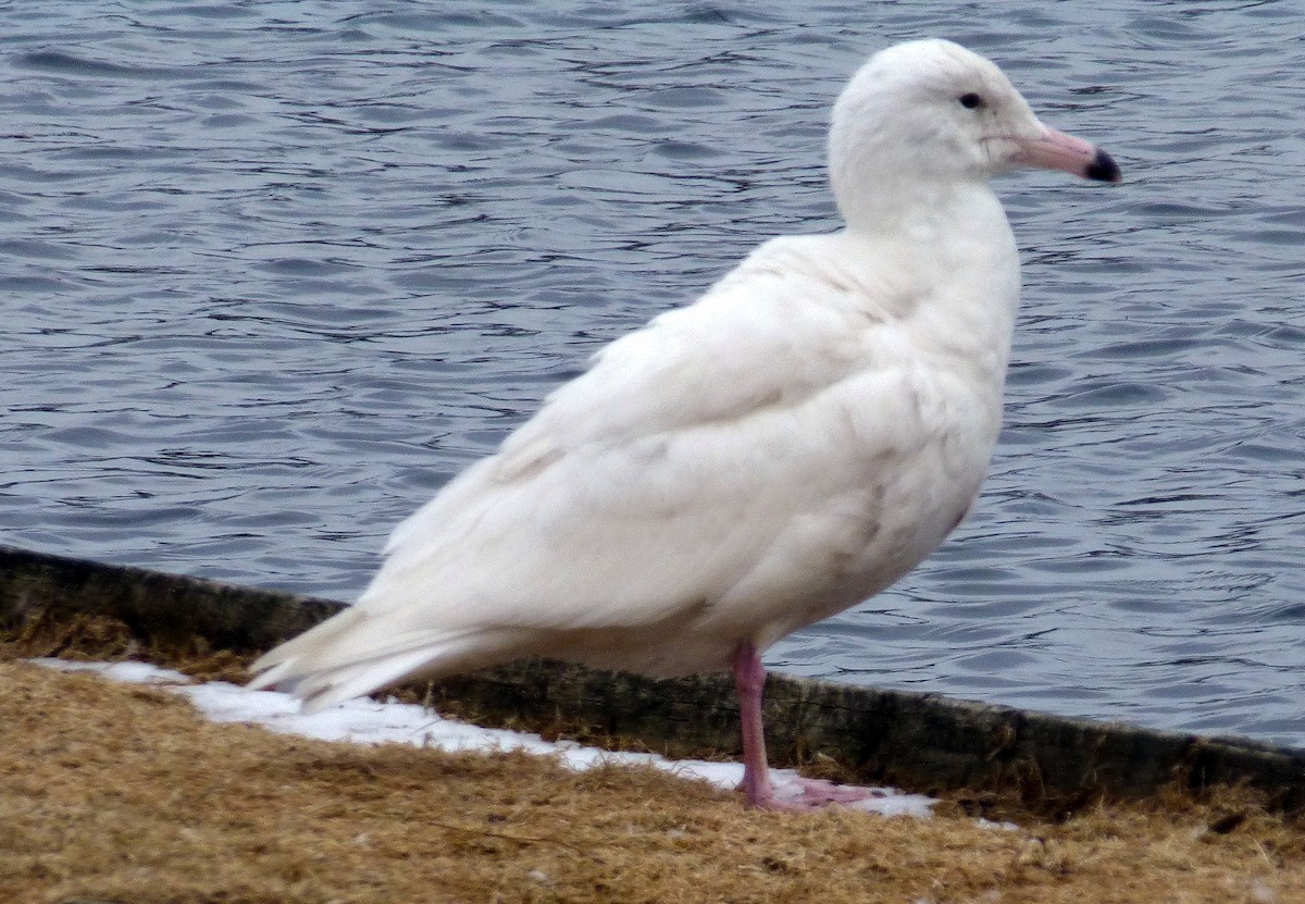 Glaucous Gull - Pat McKay