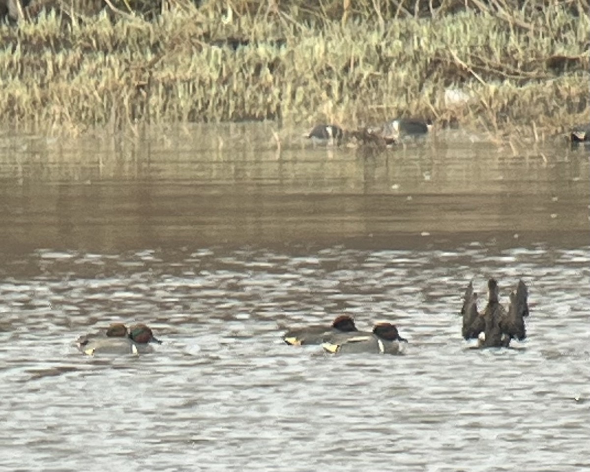 čírka obecná (ssp. crecca x carolinensis) - ML634928724