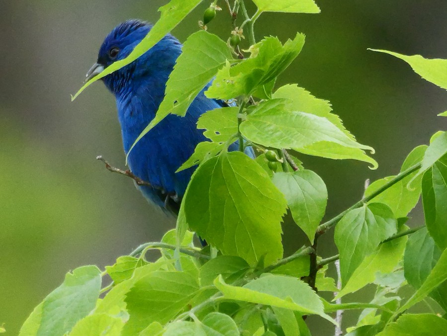 Indigo Bunting - Roger Horn