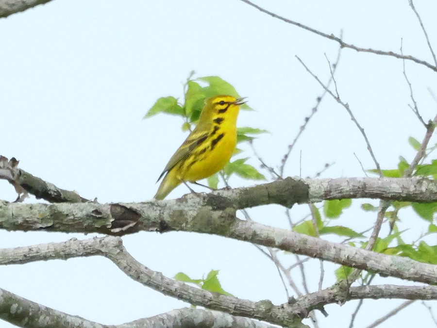 Prairie Warbler - Roger Horn