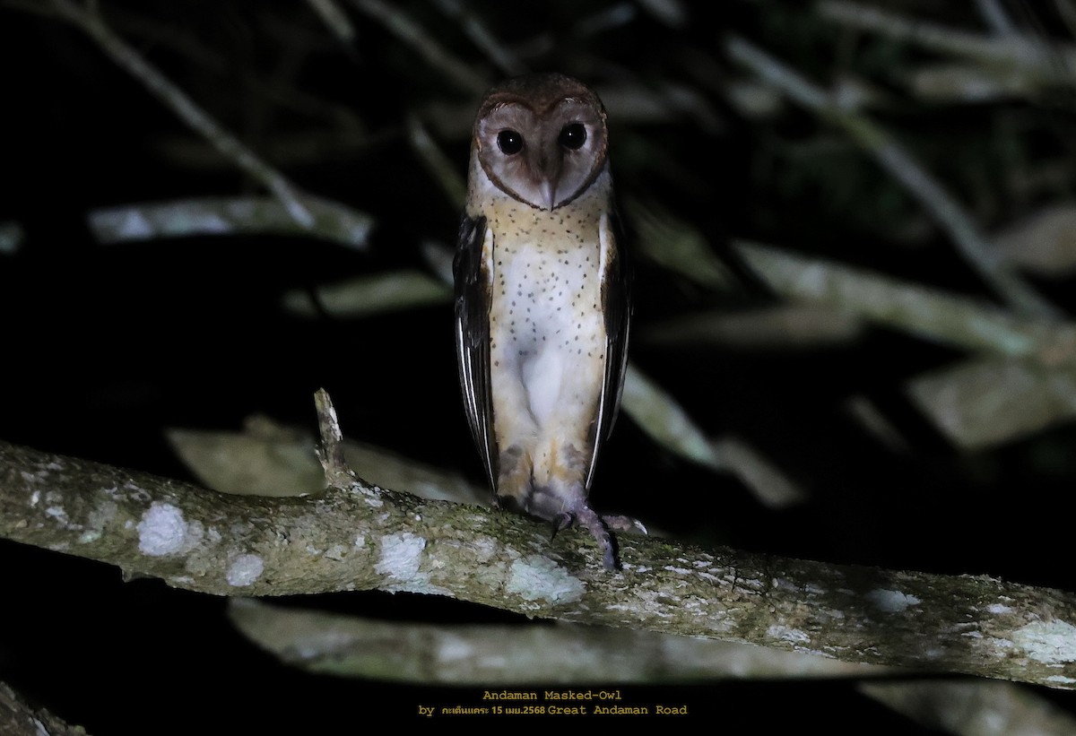 Andaman Masked-Owl - ML634928823