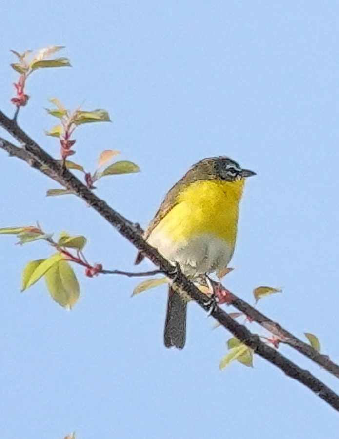 Yellow-breasted Chat - Kathleen Horn