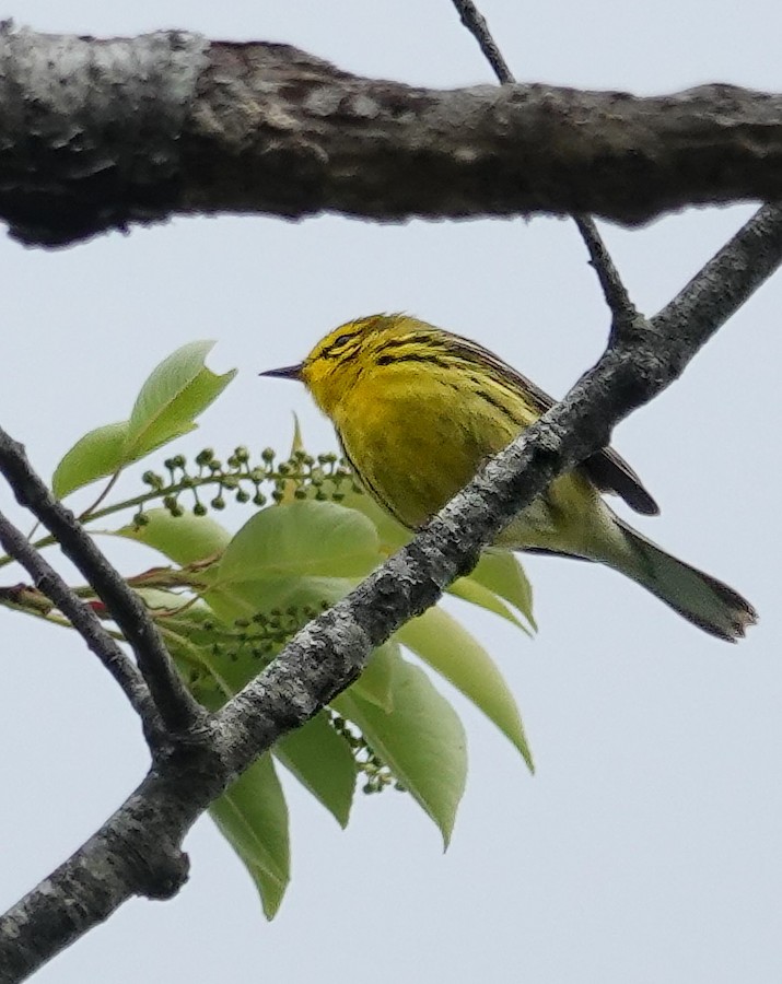 Prairie Warbler - Kathleen Horn