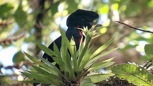 Bare-necked Umbrellabird - ML634929167