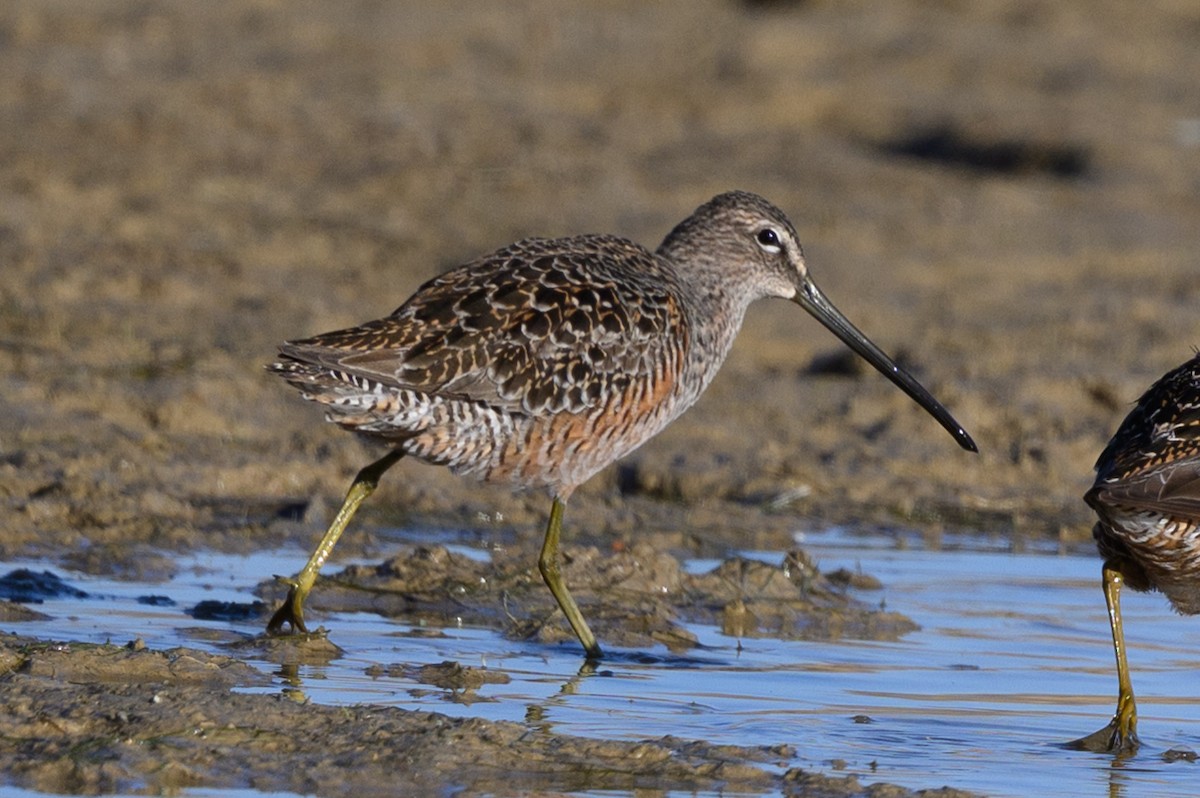Long-billed Dowitcher - ML634929200
