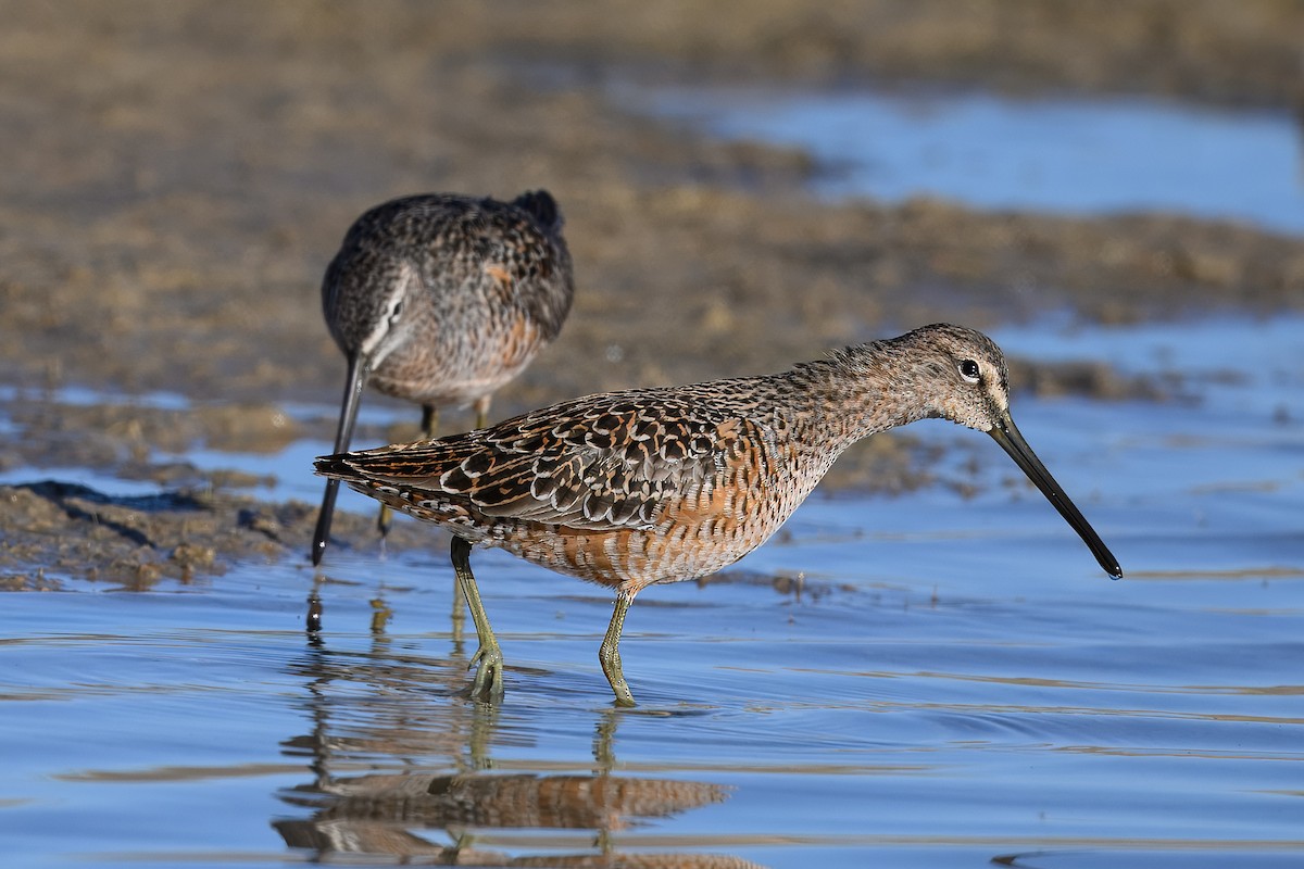 Long-billed Dowitcher - ML634929201