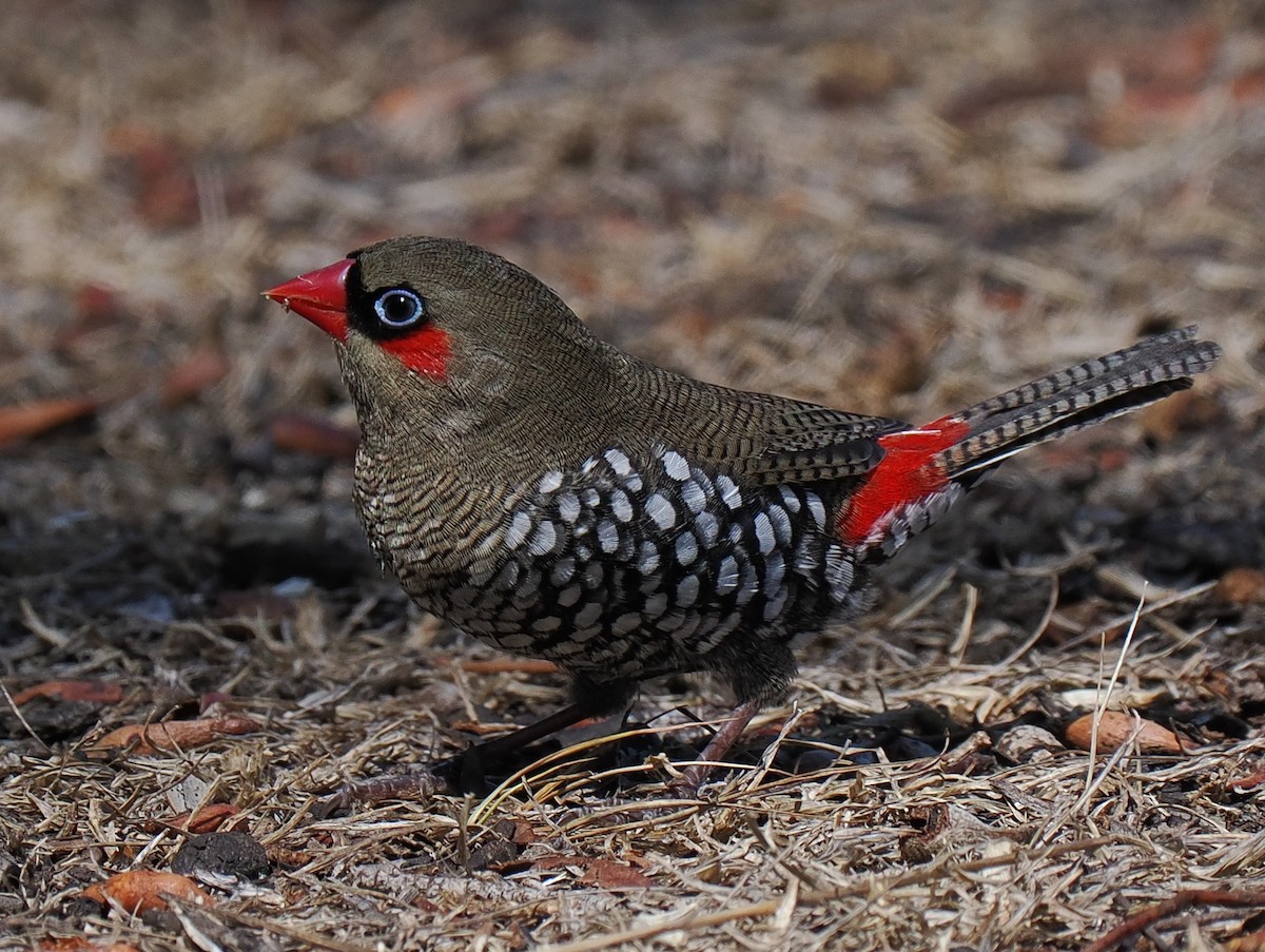 Red-eared Firetail - ML634929286