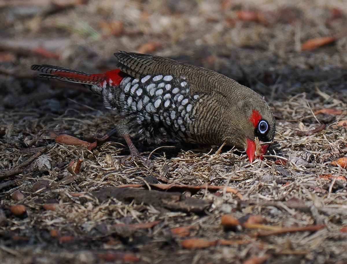 Red-eared Firetail - ML634929287