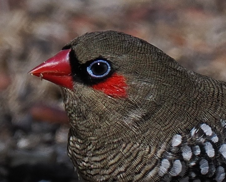 Red-eared Firetail - ML634929290
