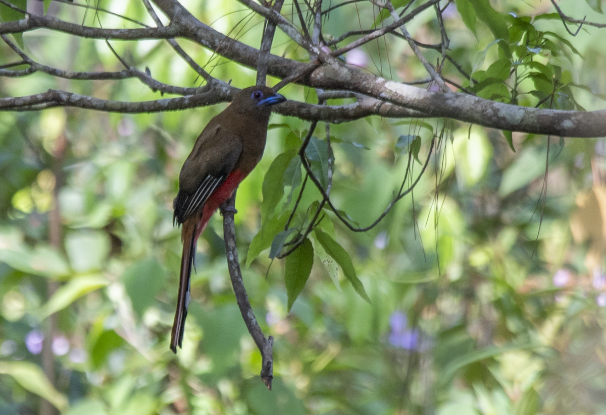 Red-headed Trogon - ML634929358