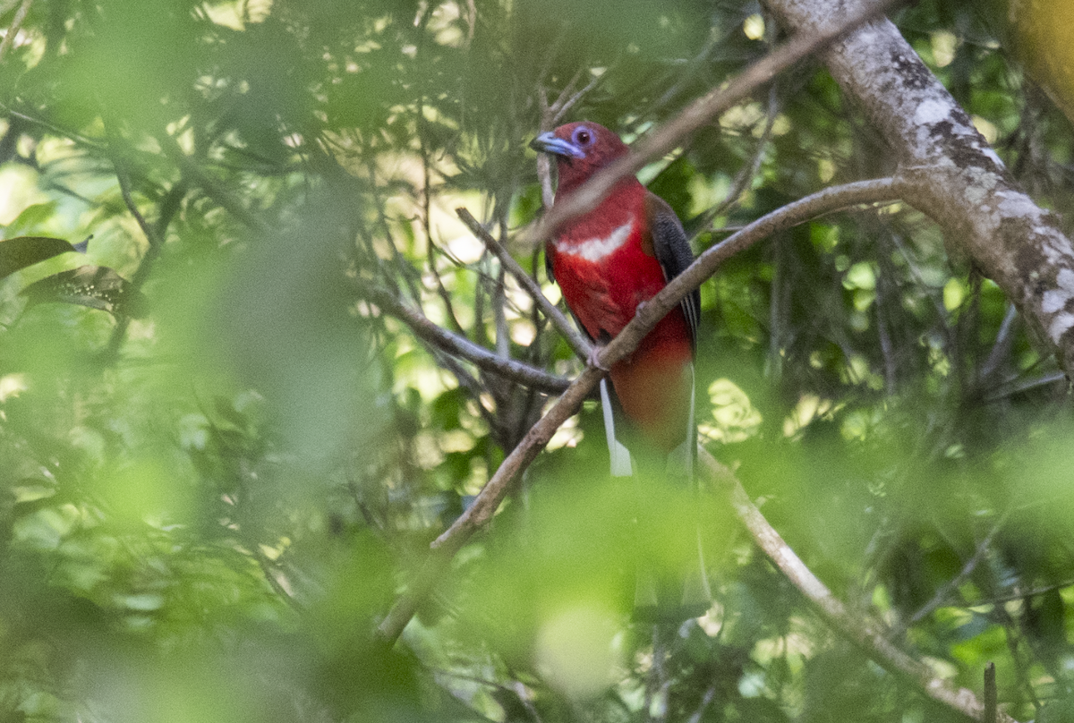 Red-headed Trogon - ML634929359