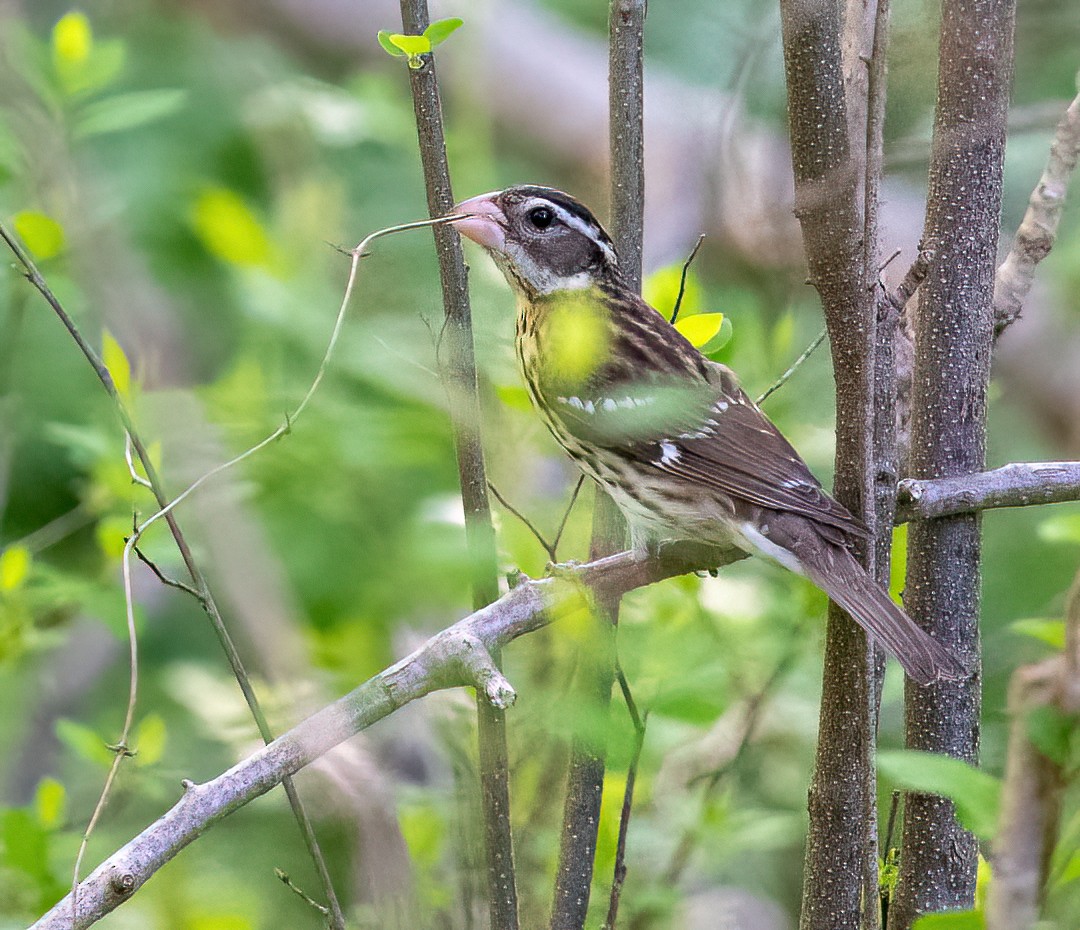 Rose-breasted Grosbeak - ML634929456