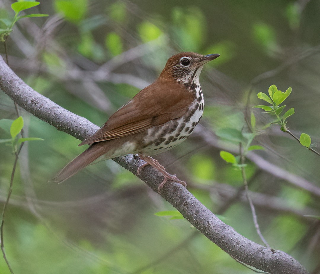 Wood Thrush - ML634929464