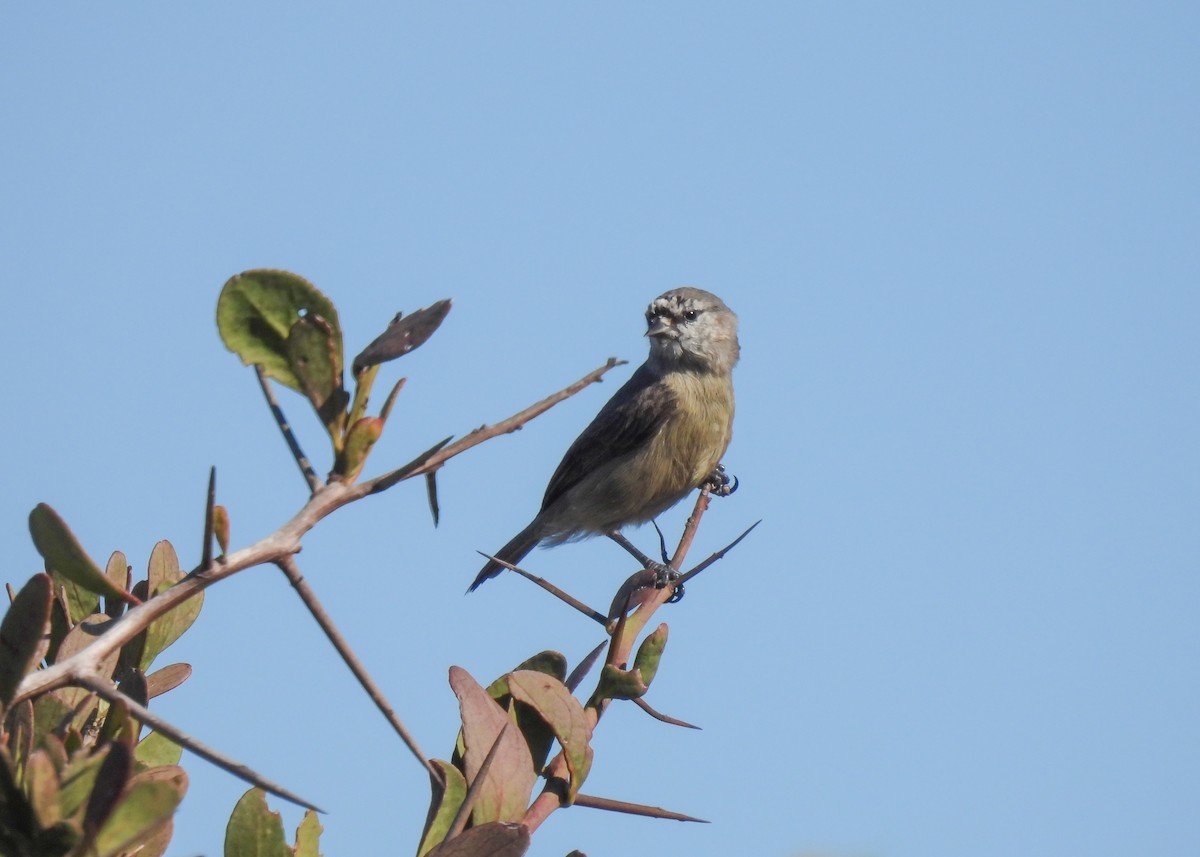 Southern Penduline-Tit - ML634929512