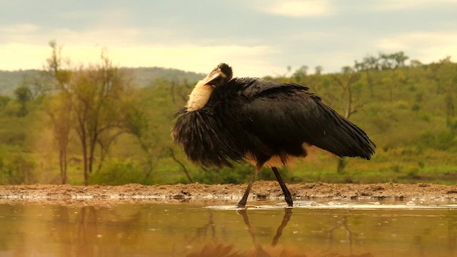 African Woolly-necked Stork - ML634929554