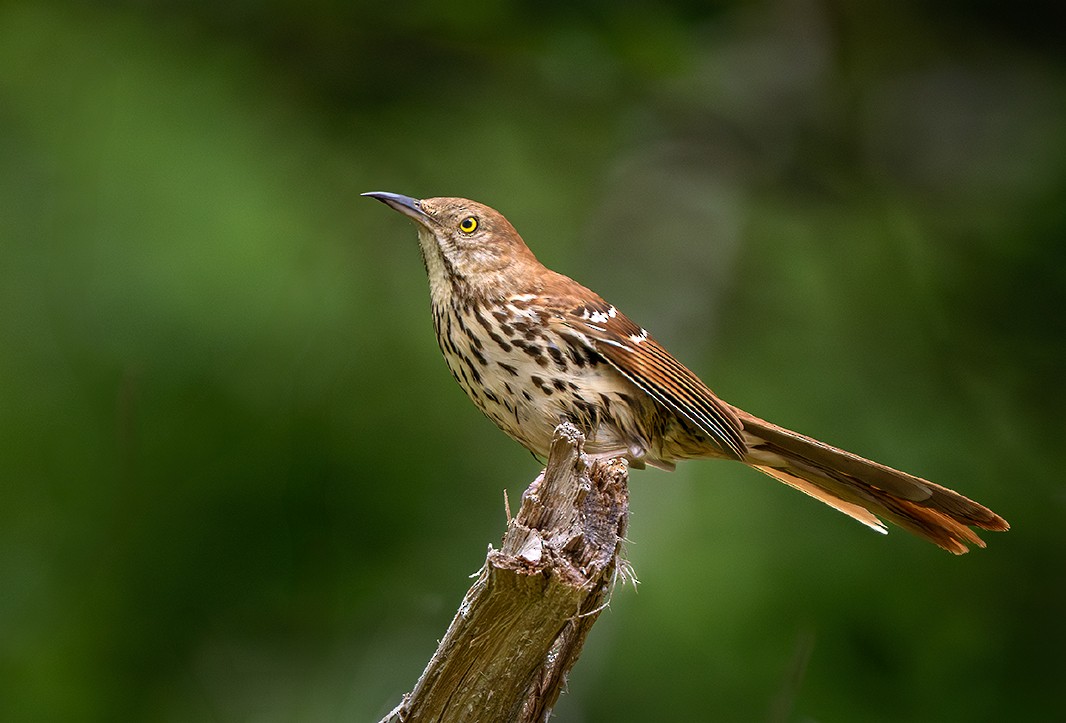 Brown Thrasher - ML634929556
