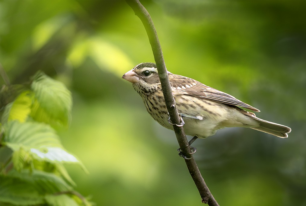 Rose-breasted Grosbeak - ML634929573
