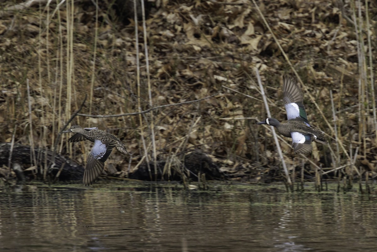 Blue-winged Teal - ML634929685