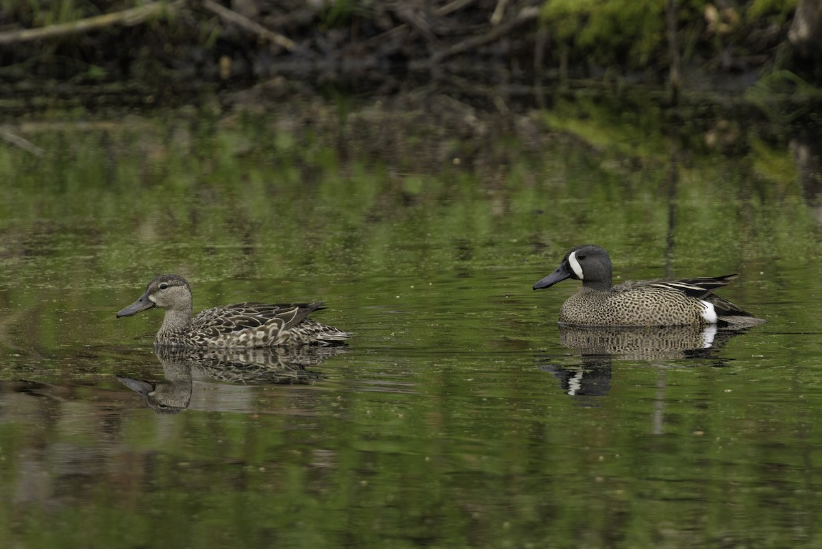 Blue-winged Teal - ML634929686