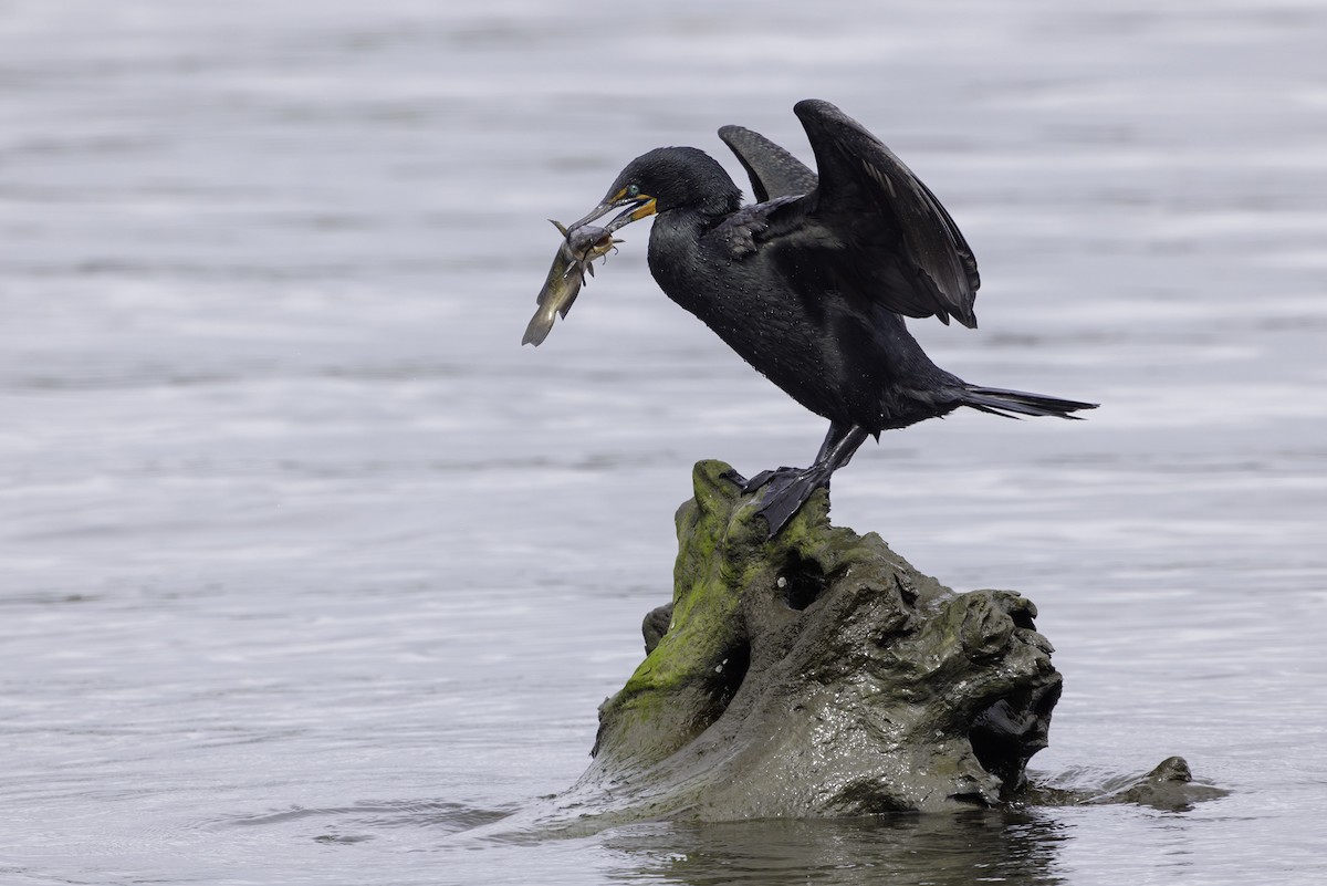 Double-crested Cormorant - ML634929715