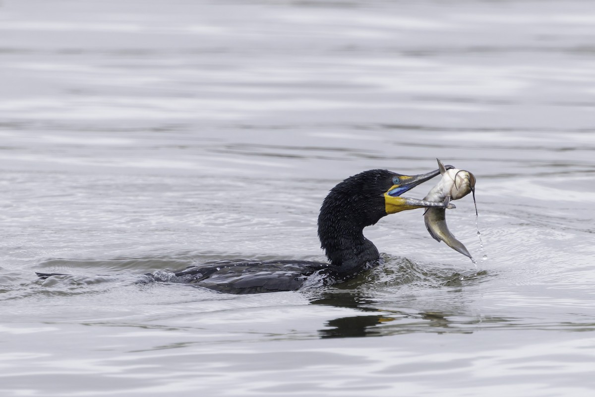 Double-crested Cormorant - ML634929716