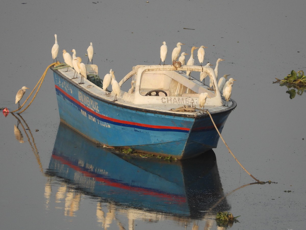 Eastern Cattle-Egret - ML634929721