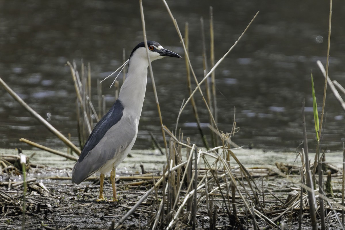 Black-crowned Night Heron - ML634929737