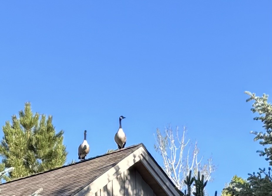 Canada Goose - ML634929752