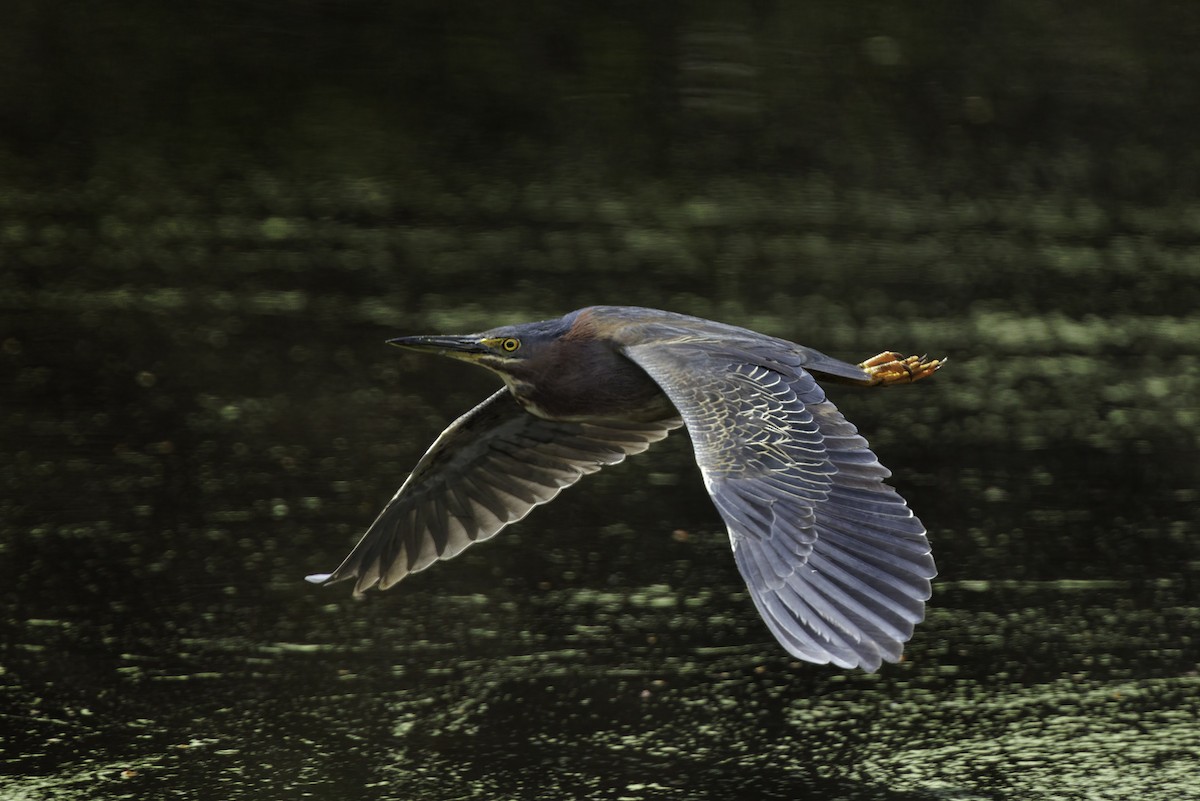 Green Heron - ML634929755
