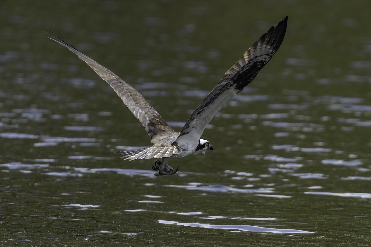 Osprey - ML634929776