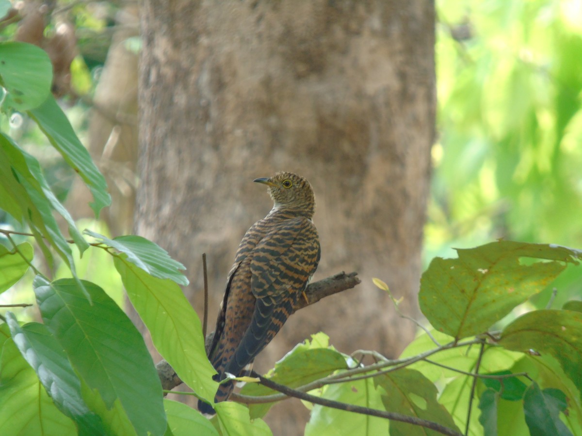 Himalayan Cuckoo - ML634929821