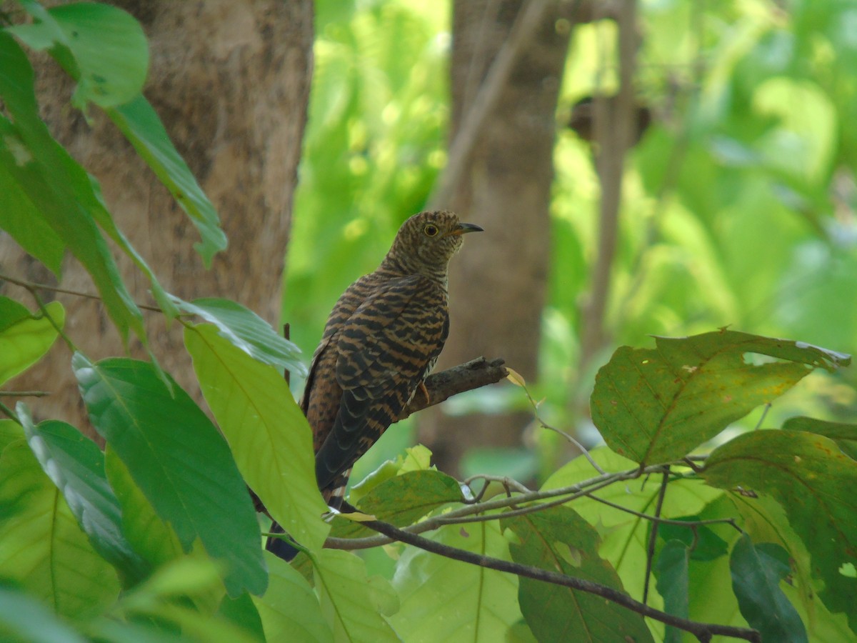 Himalayan Cuckoo - ML634929900