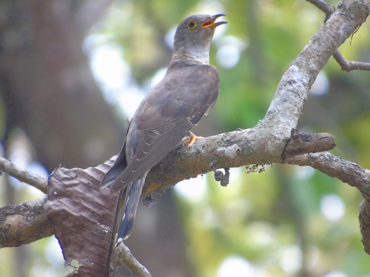 Indian Cuckoo - ML634929912