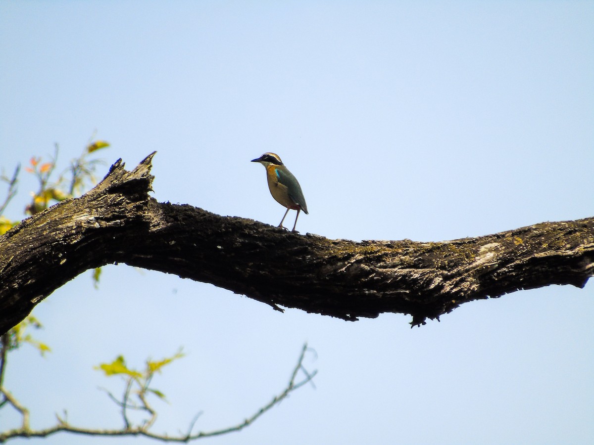 Indian Pitta - ML634929931