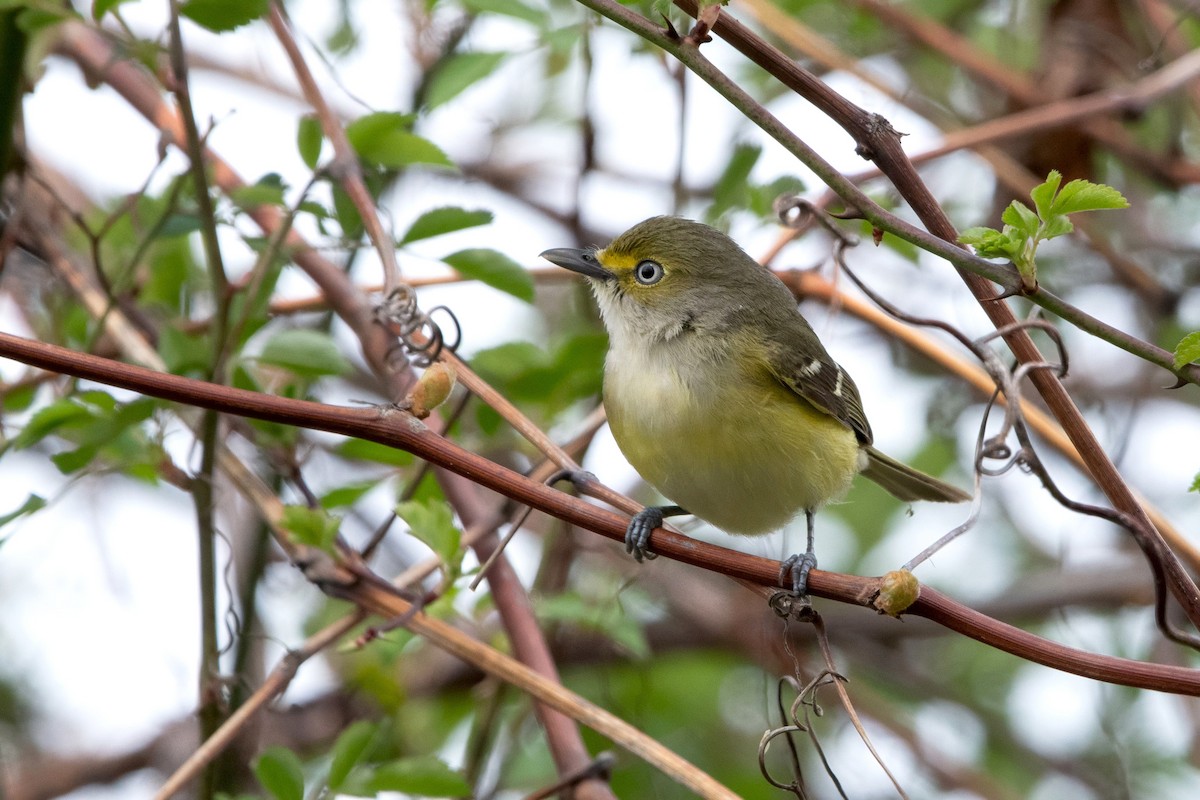 White-eyed Vireo - Sue Barth