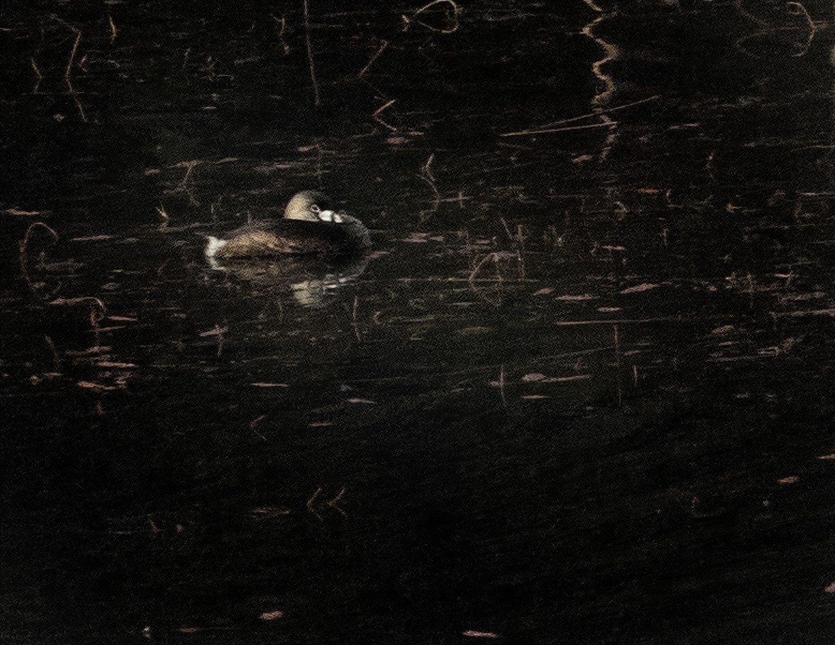 オビハシカイツブリ - ML634929999