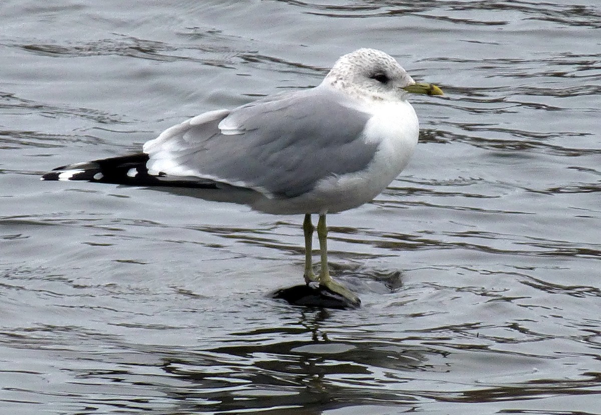 Common Gull (European) - ML63493001