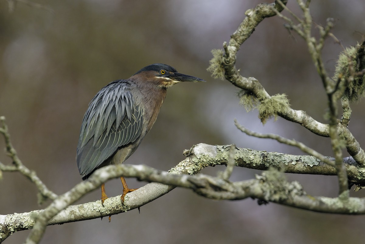 Green Heron - ML634930147