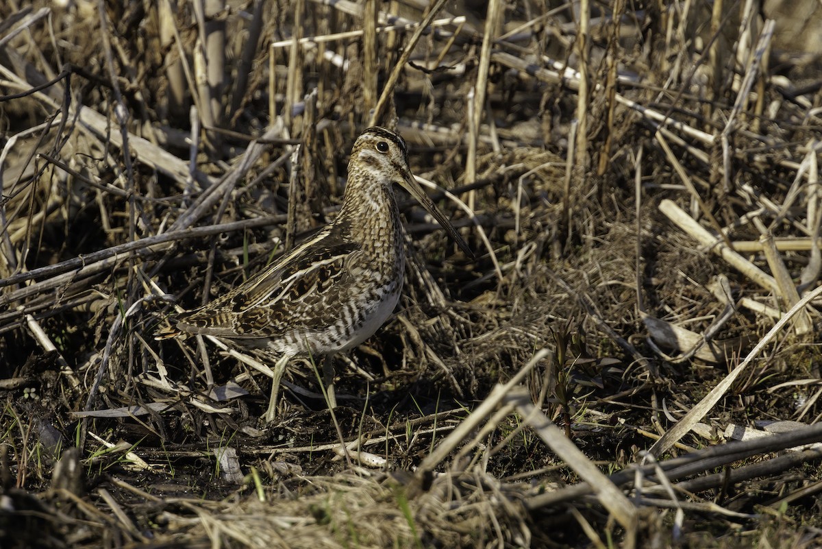 Wilson's Snipe - ML634930176