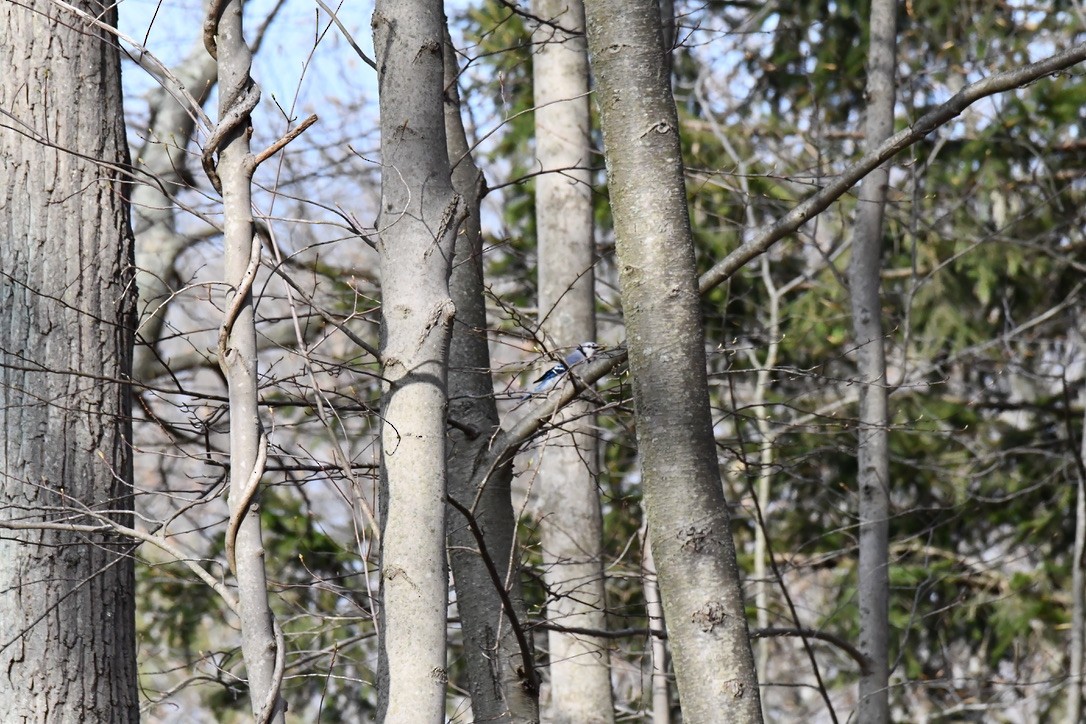 Blue Jay - ML634930284